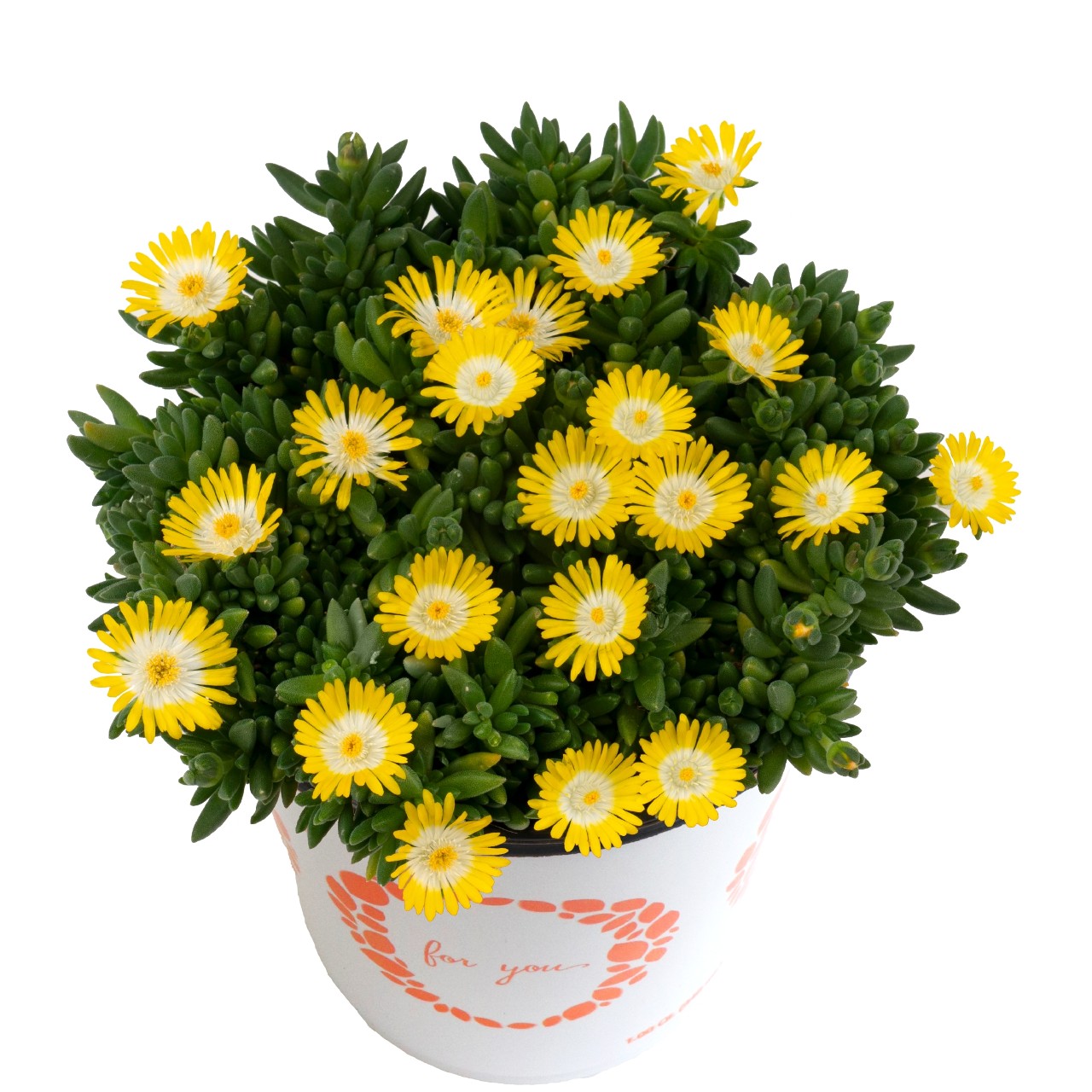 Делосперма Rock Crystal Yellow