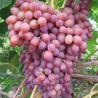 Виноград Кишмиш Лучистый