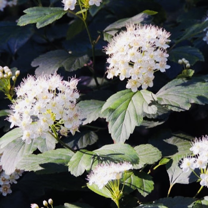 Пузыреплодник калинолистный (Physocarpus opulifolius)