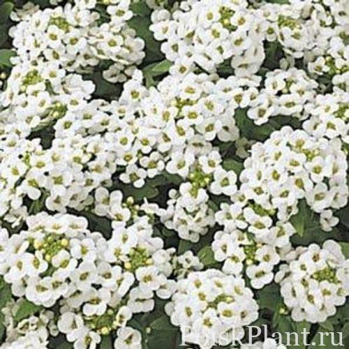 Алиссум морской Easter Bonnet White