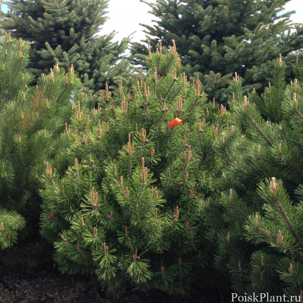 Сосна горная Rostrata
