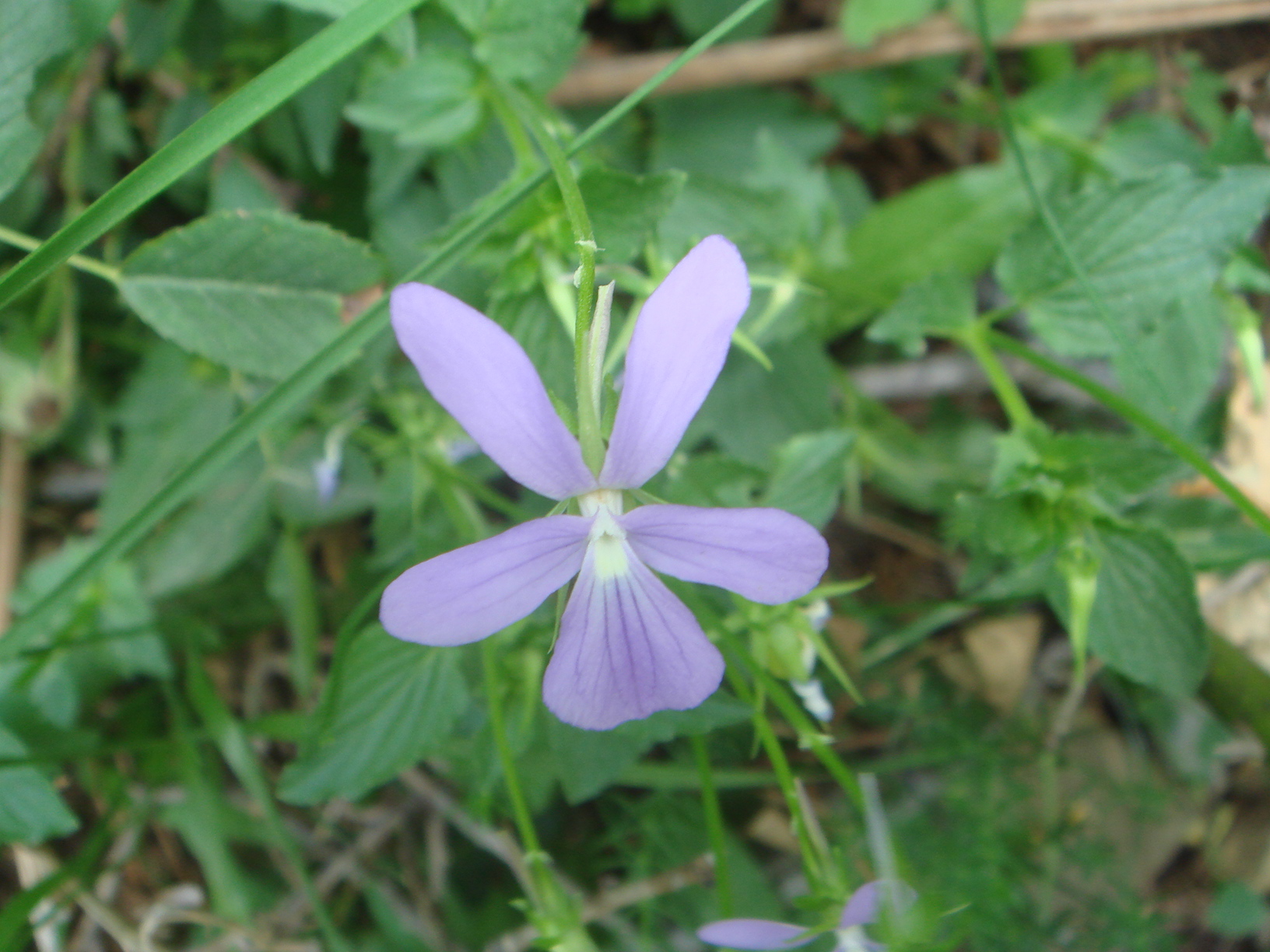 Виола рогатая Columbine