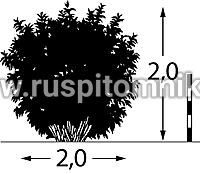 Дёрен белый, сибирский, свидина белая Sibirica Variegata