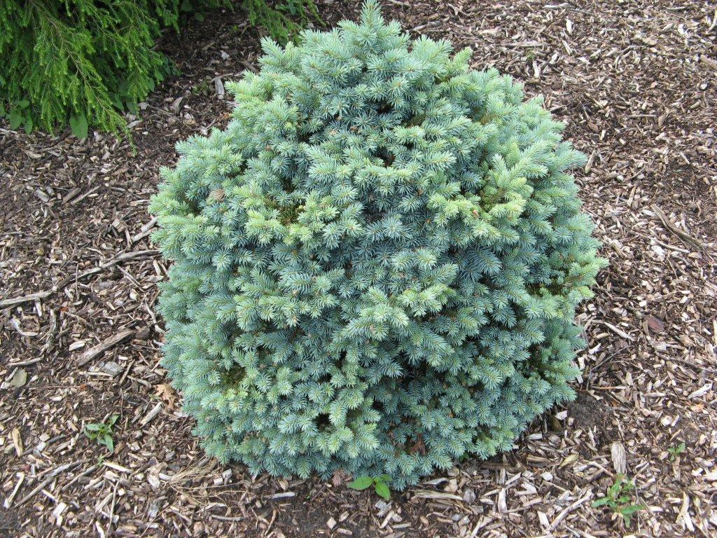 Ель колючая Saint Mary’s Broom