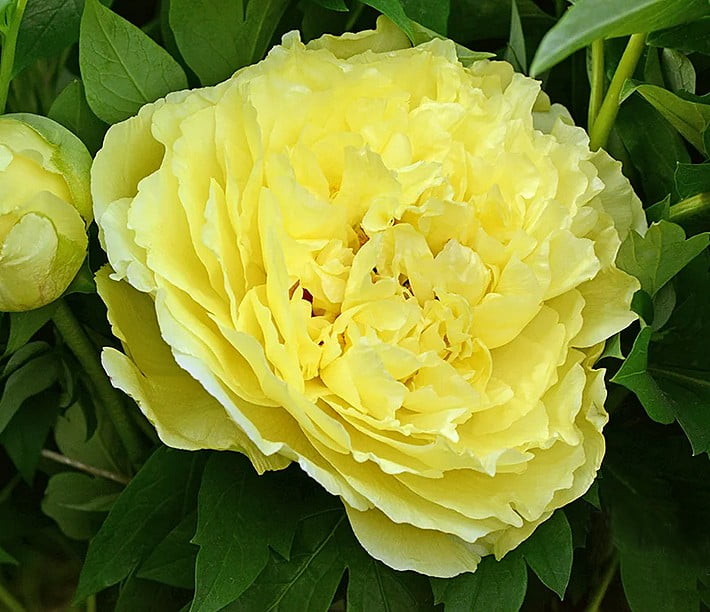 Пион древовидный Jin Zhi