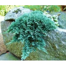Можжевельник горизонтальный (Juniperus horizontalis Icee Blue=Monber)