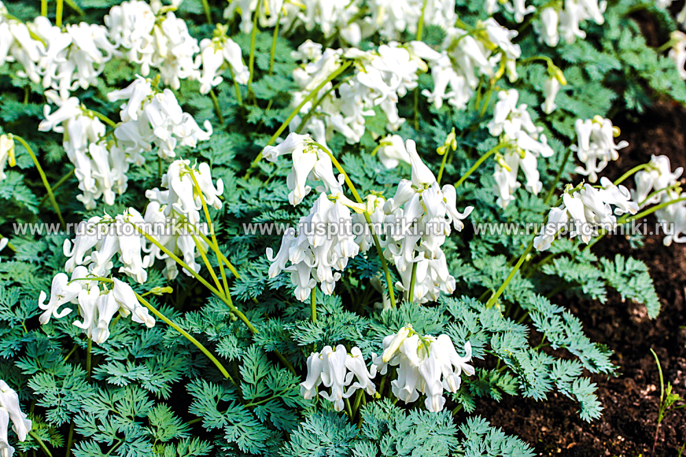 Дицентра гибридная Ivory Hearts ®