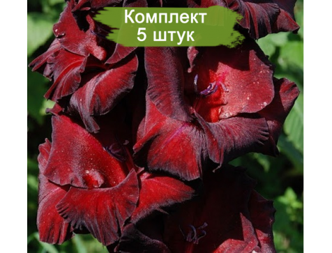 Гладиолус Черный Бархат