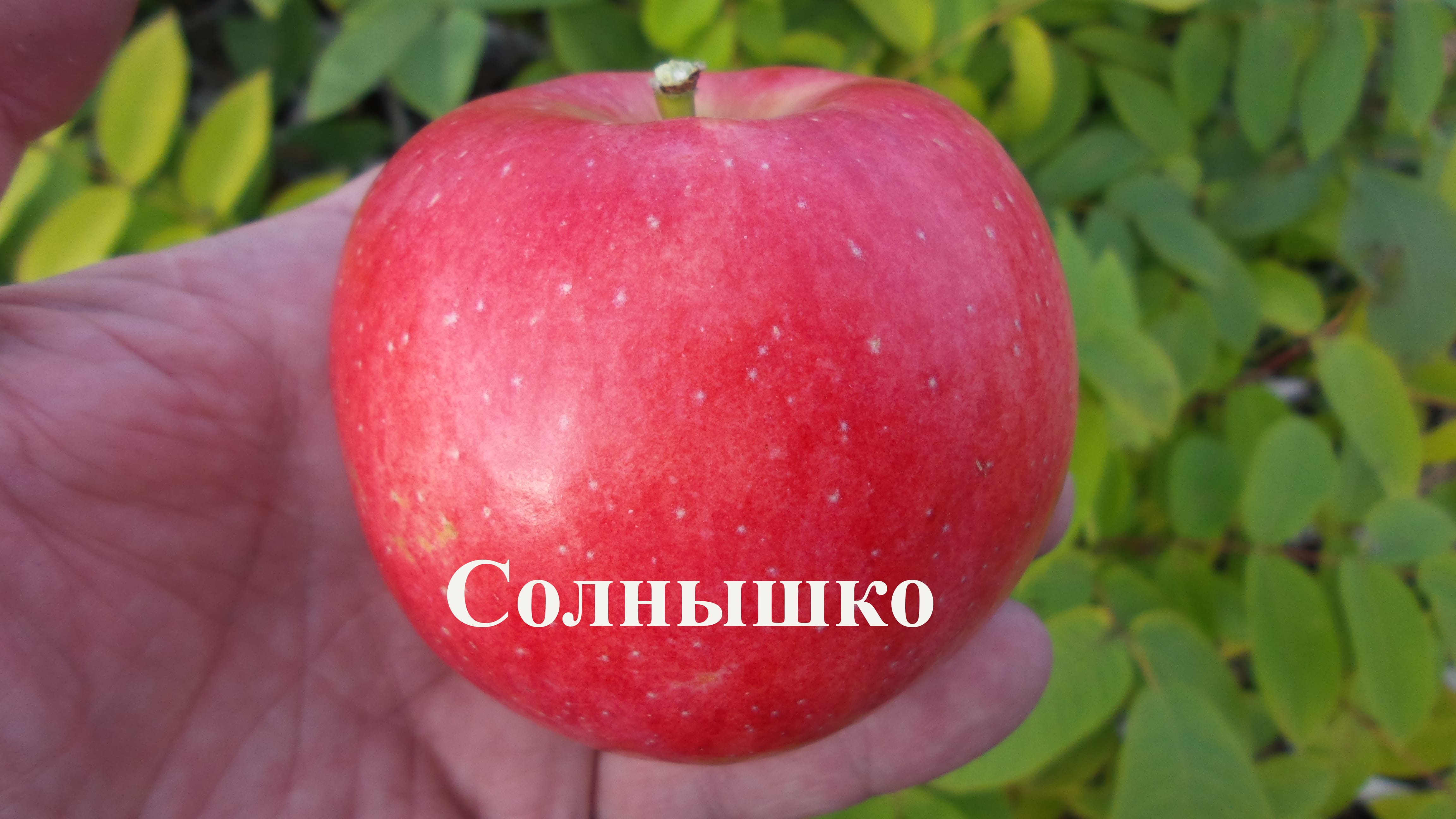 Яблоня Солнышко