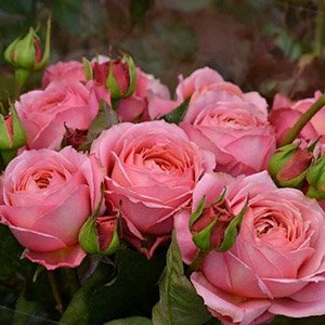 Роза "Romantic Antike"