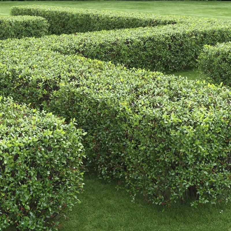 kizilnik-cotoneaster-blestyaschiy