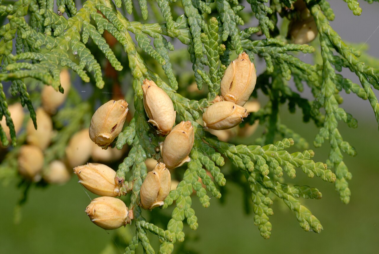 Туя западная Колумна | Thuja occidentalis Columna (Р9)