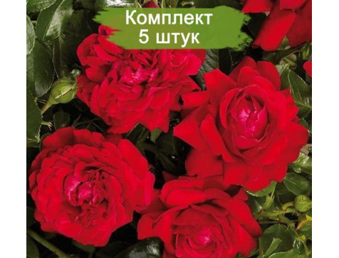 Роза Гранд Эвод