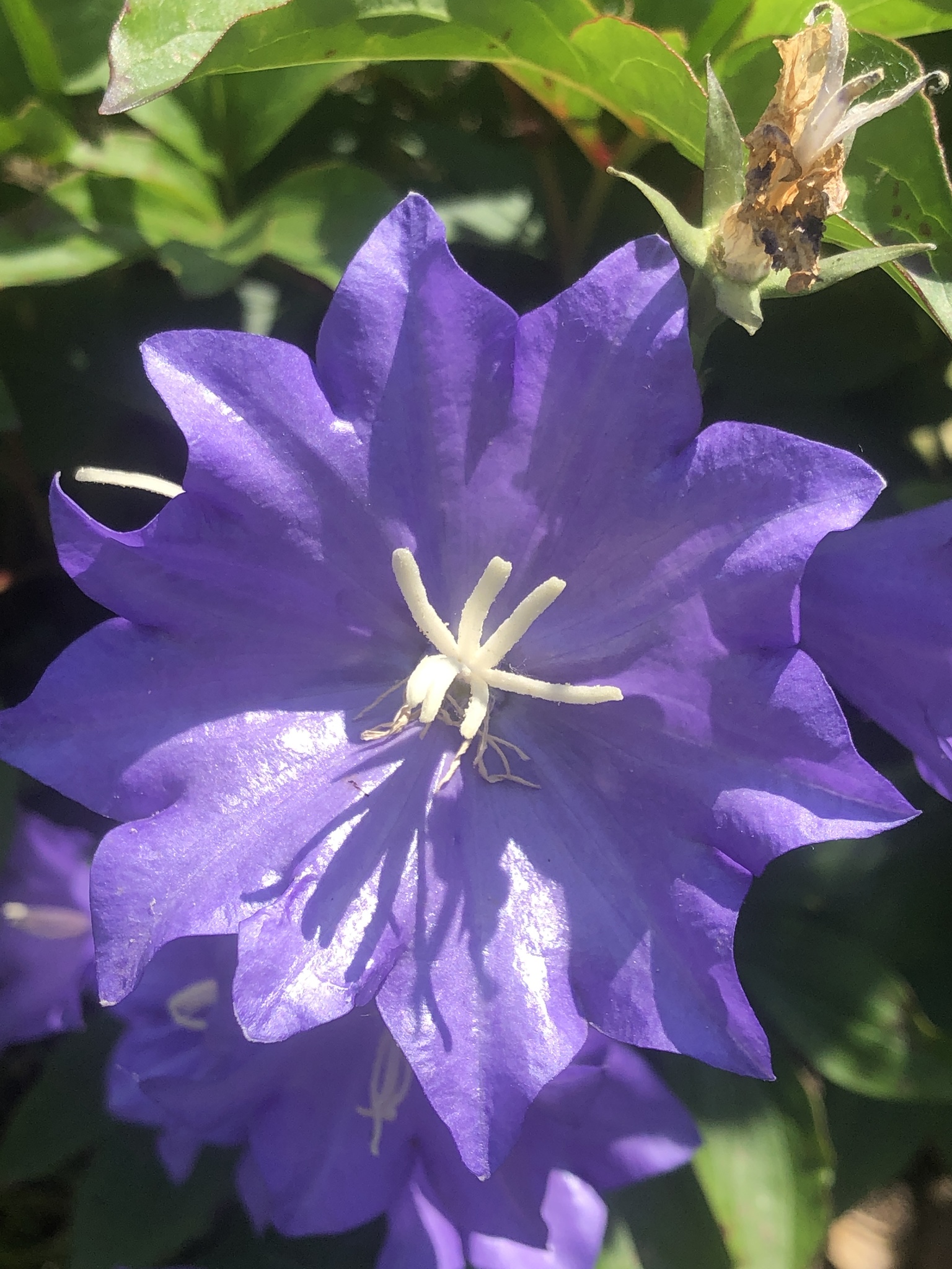 international backfill (iNaturalist): Campanula persicifolia