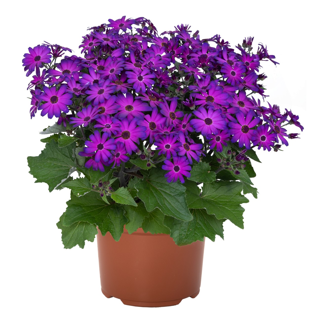 Перикаллис Mandala Plus Magic Purple