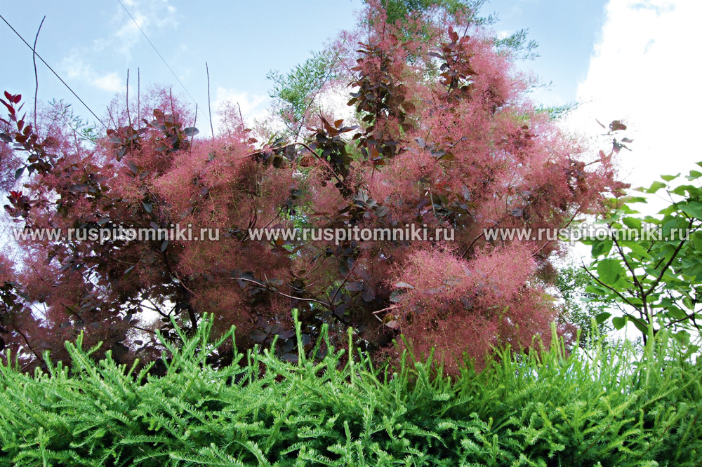 Скумпия обыкновенная Foliis Purpureus` = C. coggygria Rubrifolius Group
