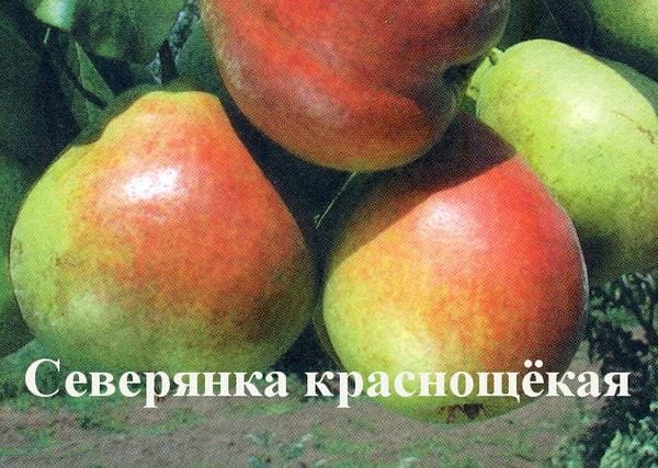 Груша Северянка краснощёкая