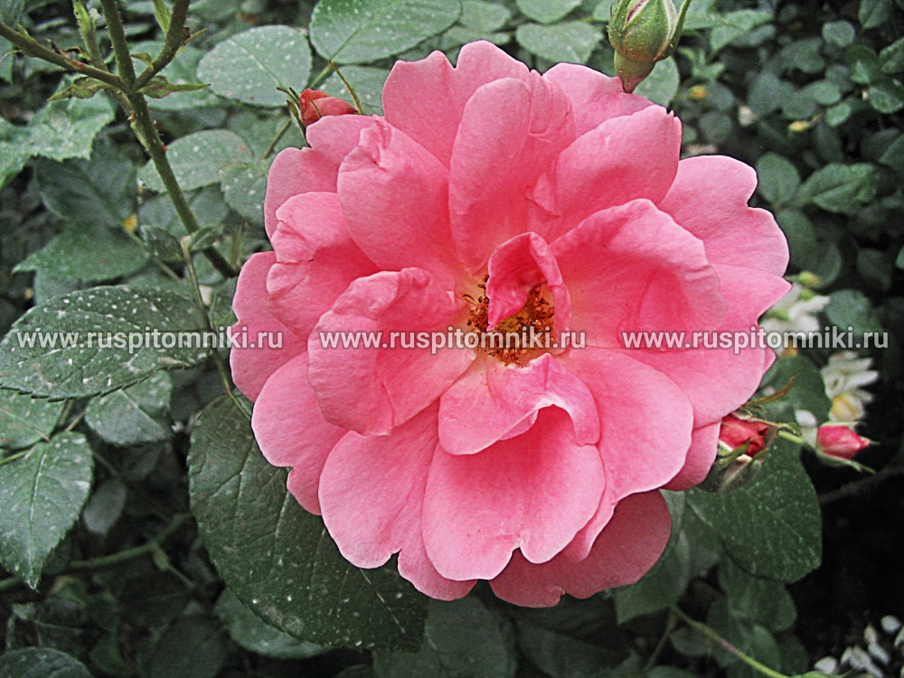 Розы Флорибунда Flower Power’ = ‘KORedan