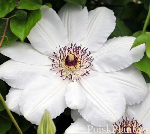 Клематис крупноцветковый Królowa Jadwiga