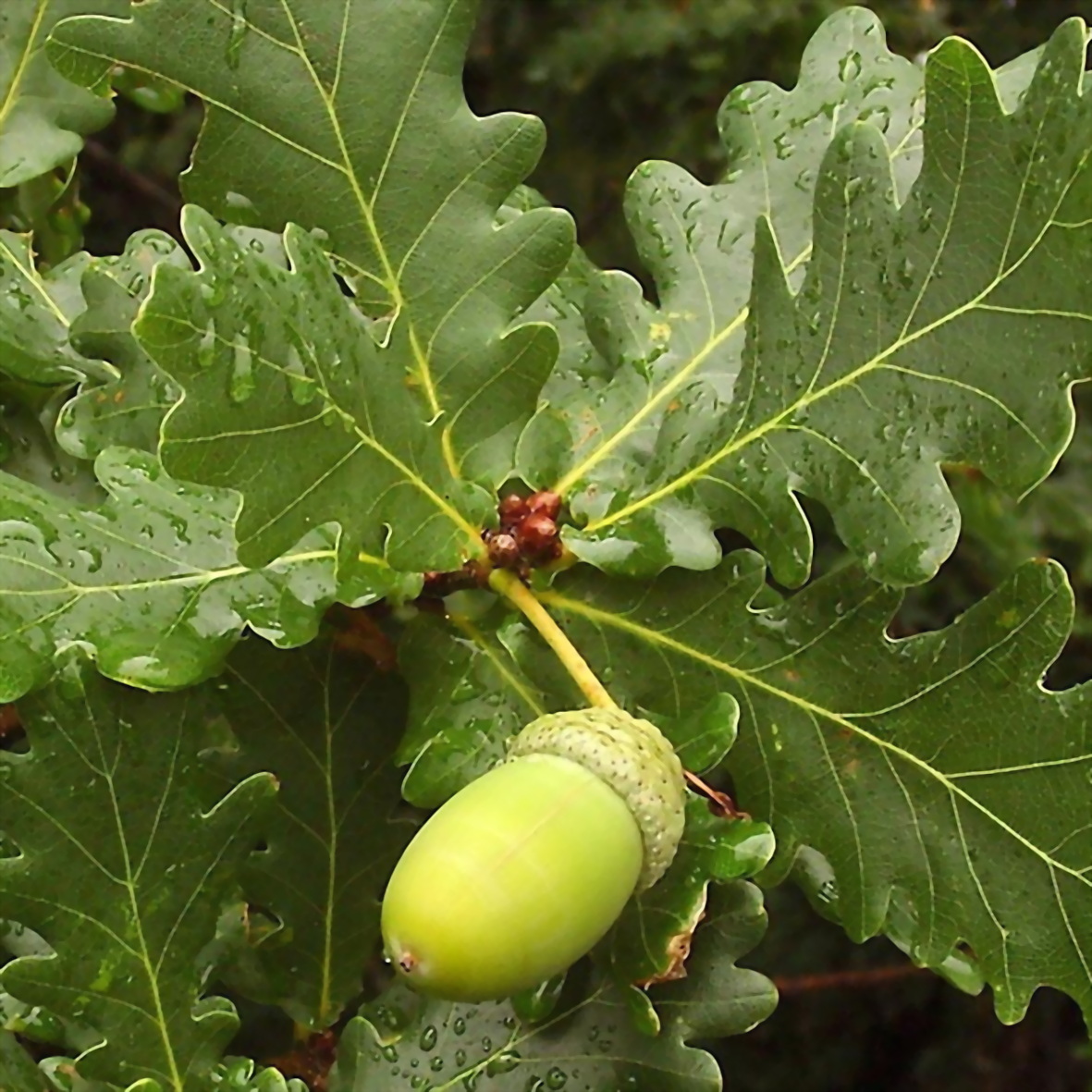 dub-quercus-chereshchatyy