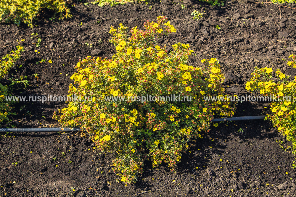 Лапчатка кустарниковая, курильский чай кустарниковый Sommerflor