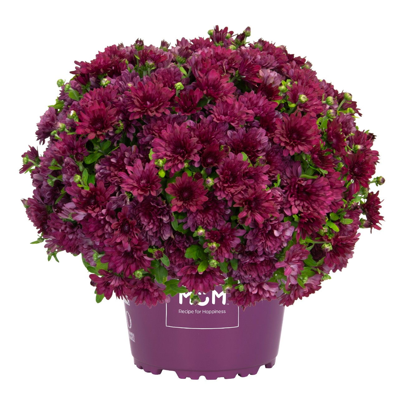 Хризантема Buzz Purple