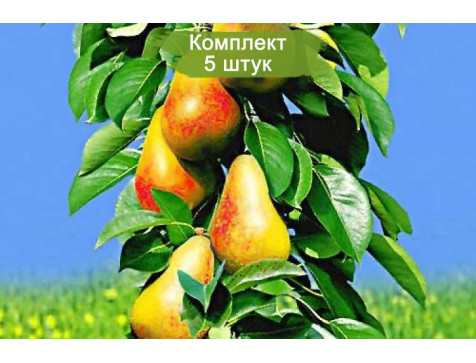 Груша колоновидная Величие