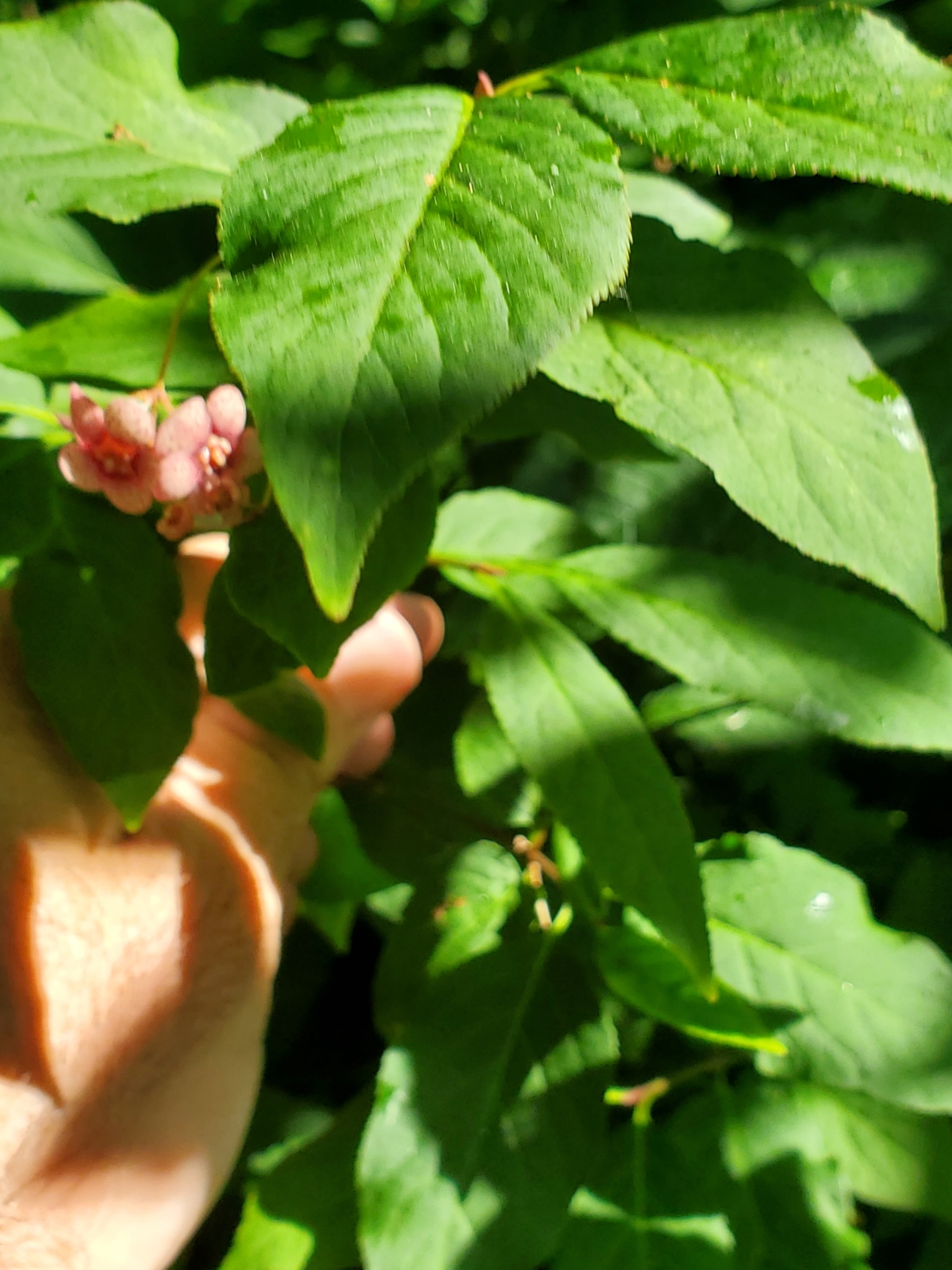 international backfill (iNaturalist): Euonymus