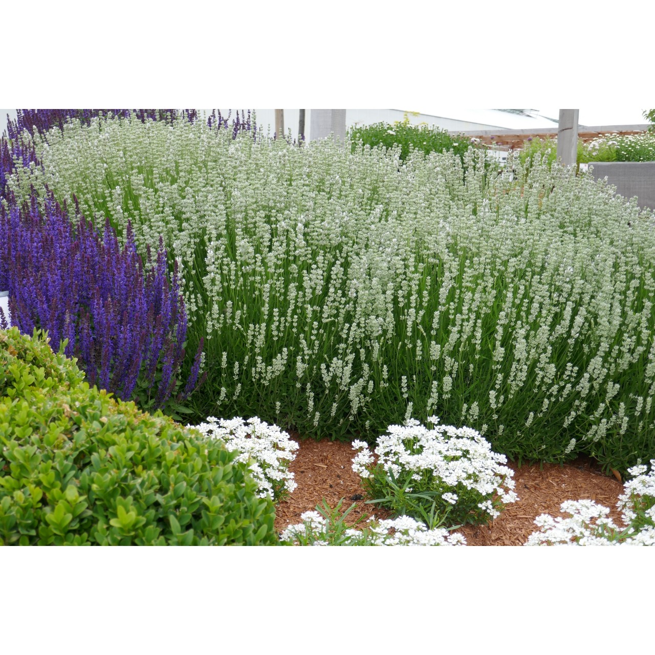 Лаванда angustifolia La Diva Spirit White