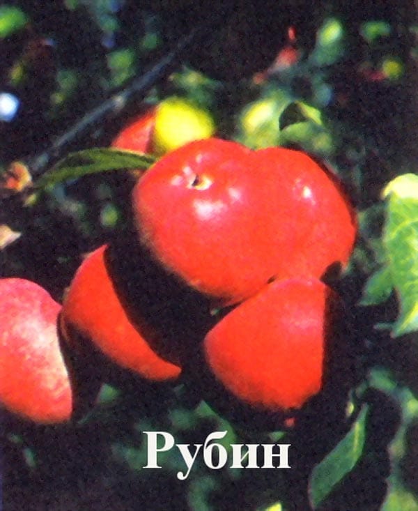 Яблоня Рубин