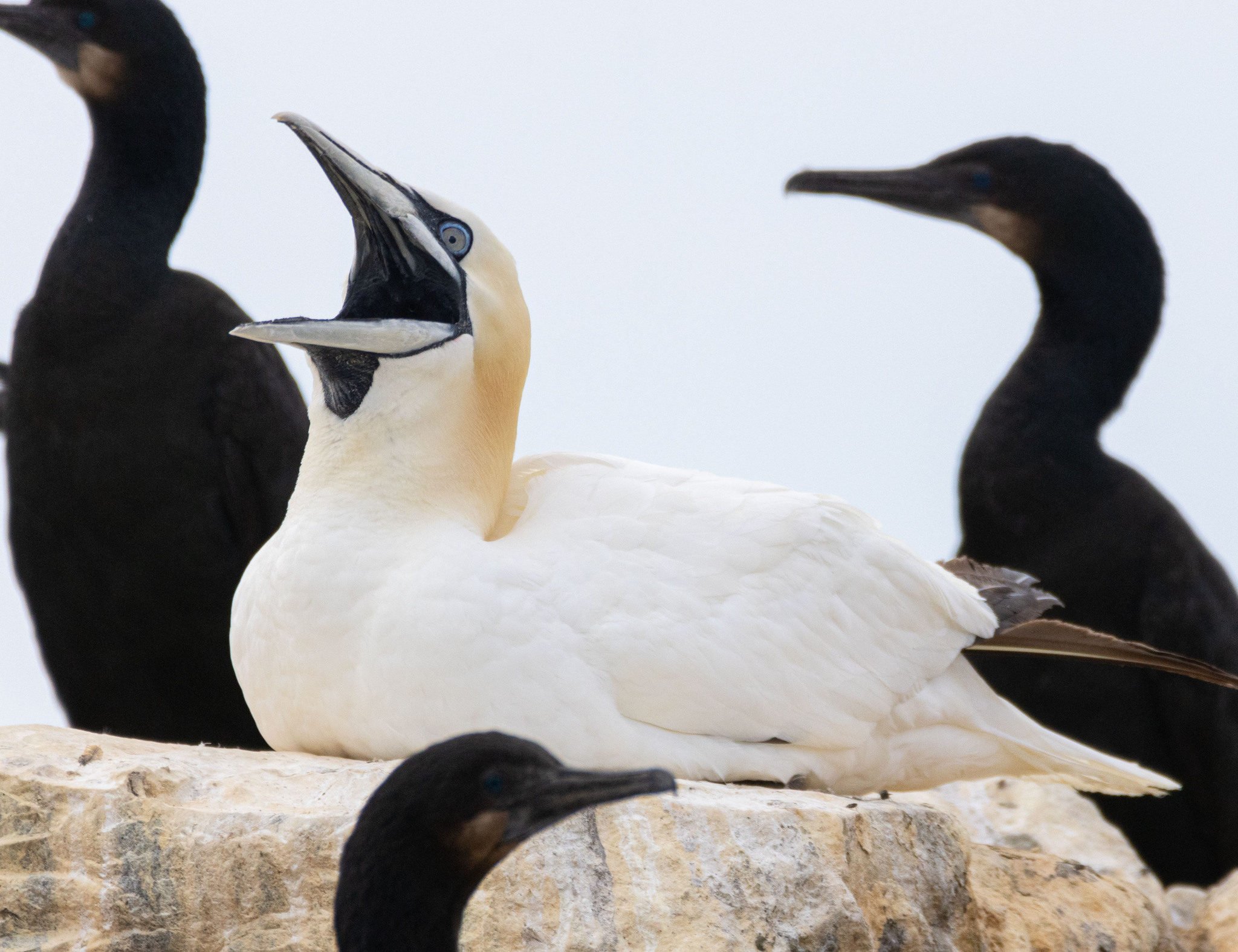 international backfill (iNaturalist): Morus