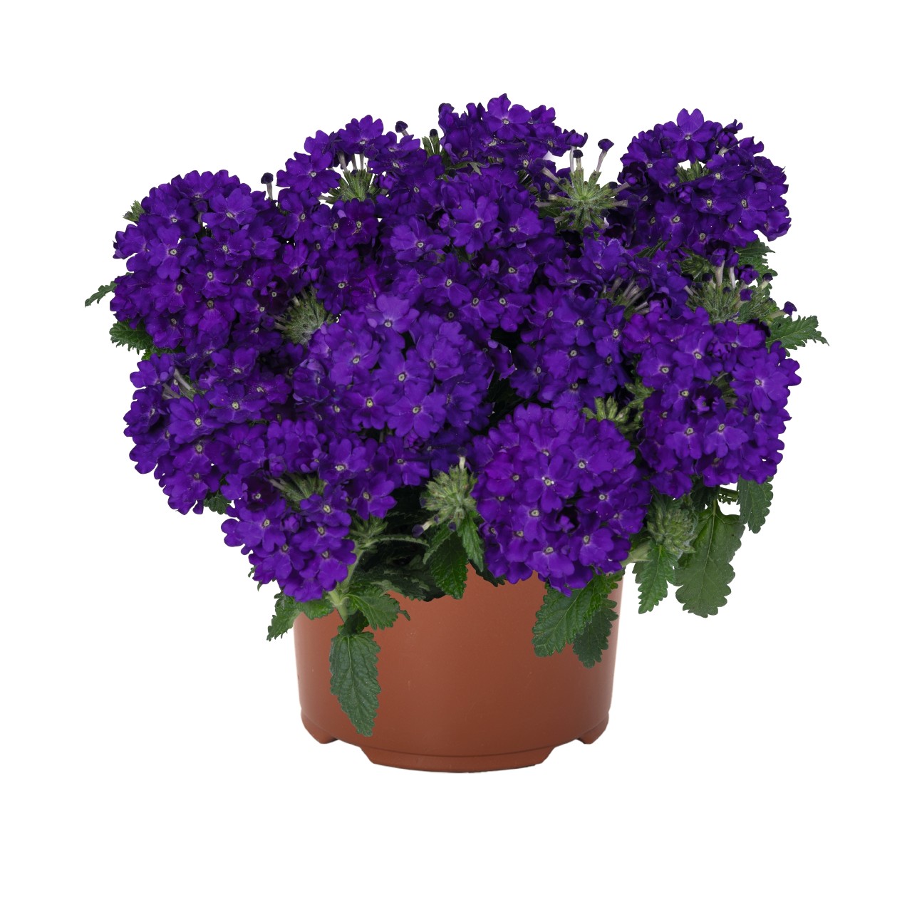 Вербена Lindolena Blue