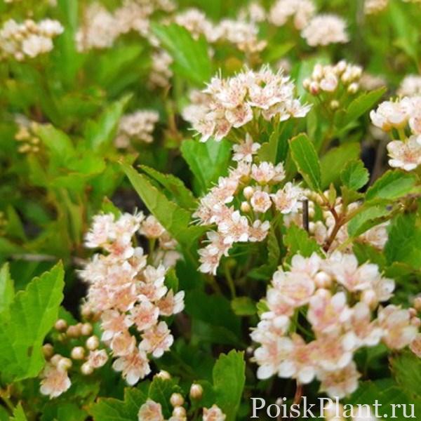 Пузыреплодник калинолистный Little Greeny