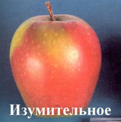 Яблоня Изумительное
