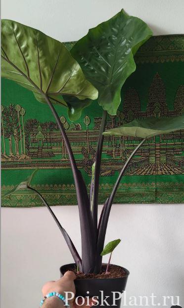 Алоказия микрорриза Black Cobra