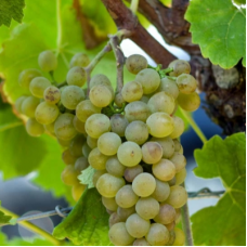 Виноград культурный Солярис (Vitis vinifera  )