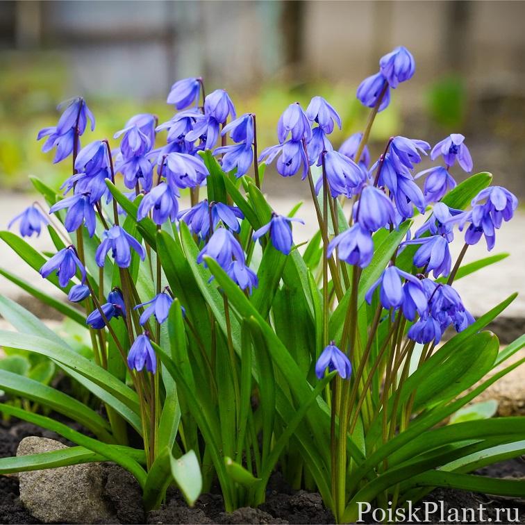 Пролеска сибирская Spring Beauty