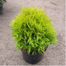 Туя западная (Thuja occidentalis Mirjam)