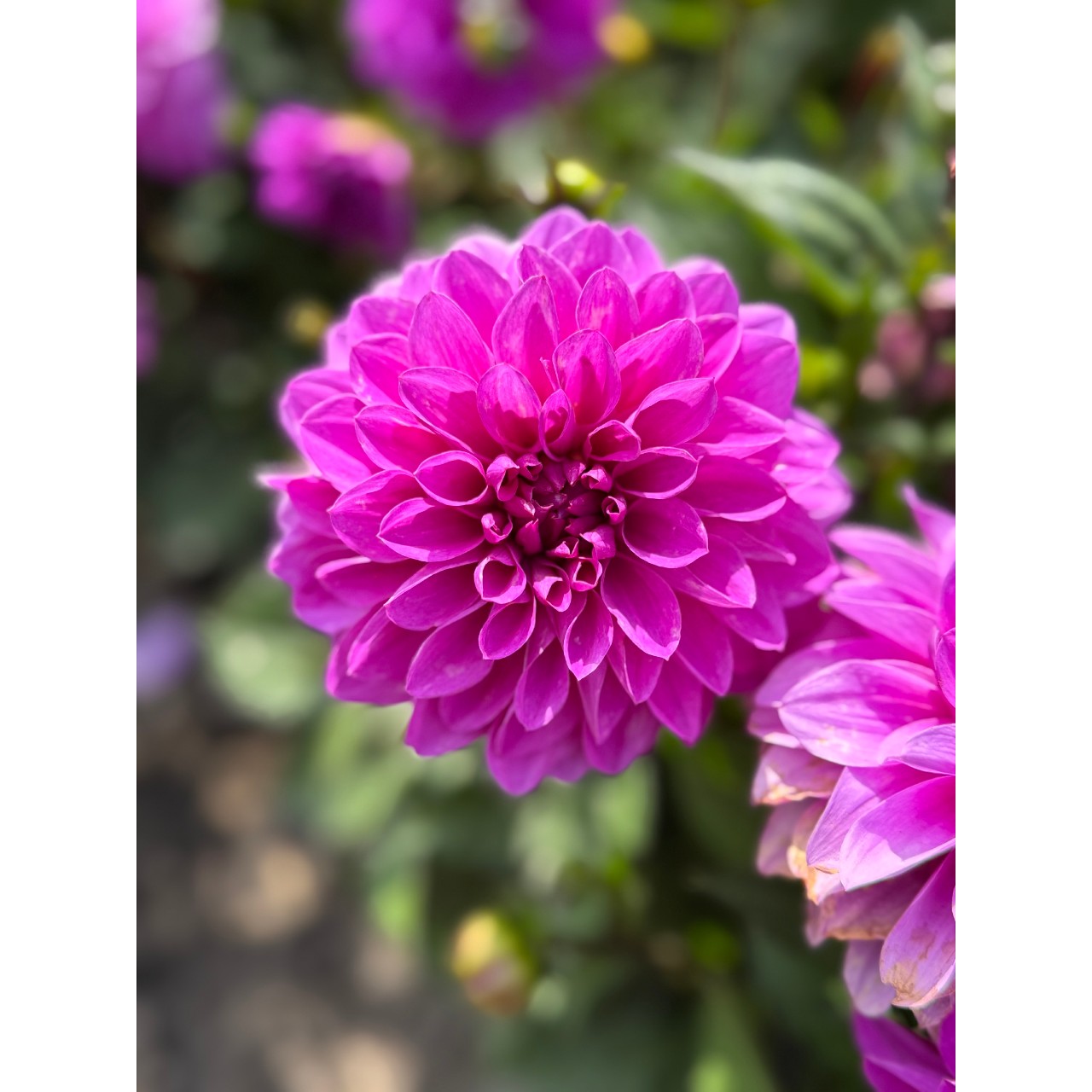 Георгина Hypnotica Lavender