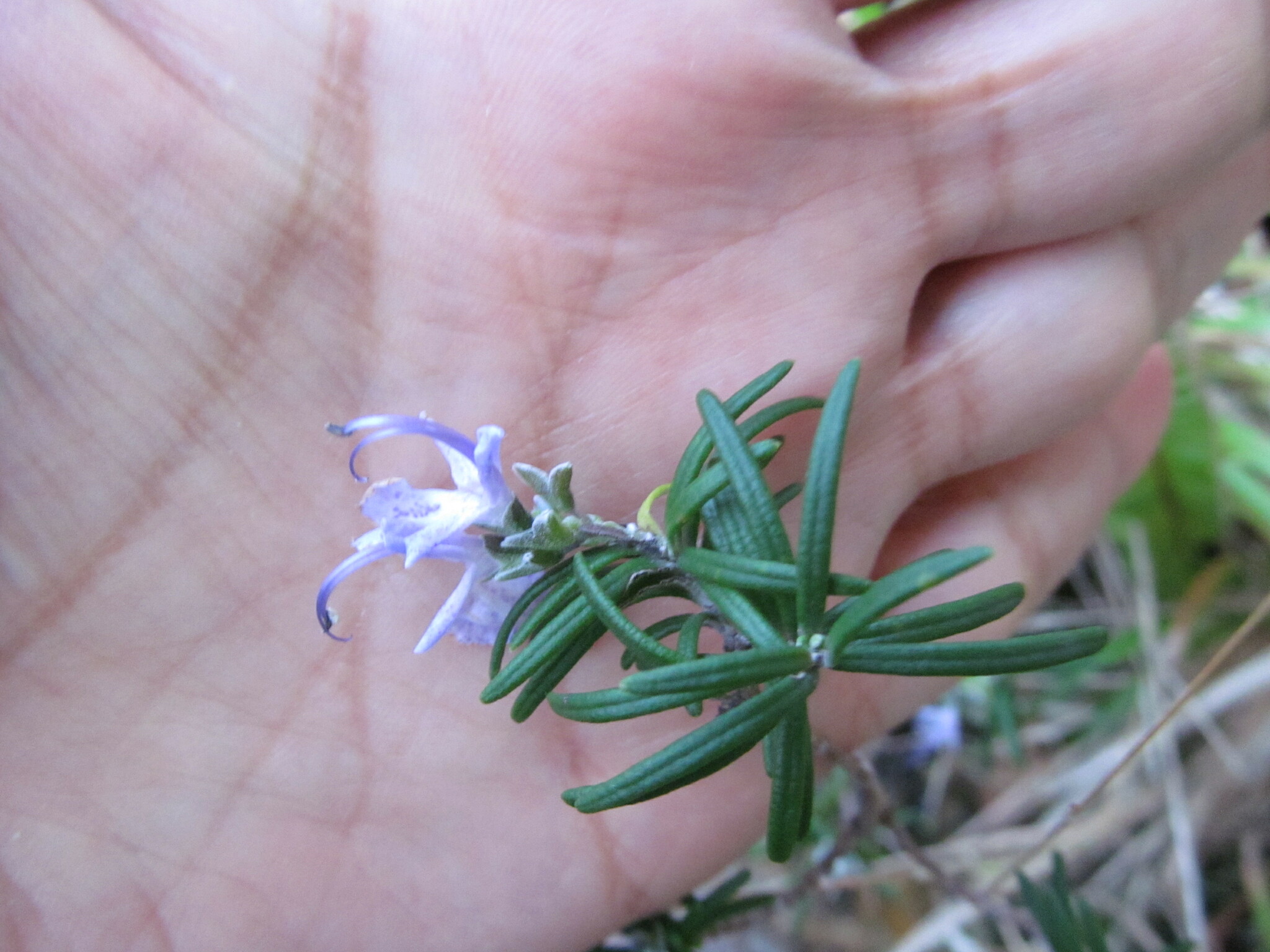 international backfill (iNaturalist): Salvia rosmarinus