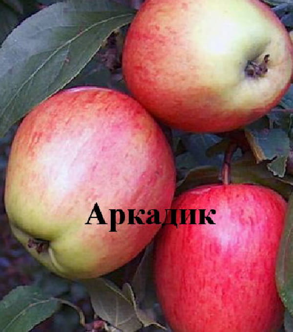 Яблоня Аркадик