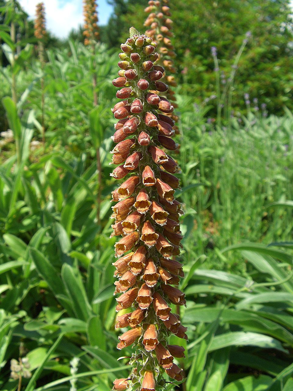 Наперстянка мелкоцветковая Small-Flowered Foxglove