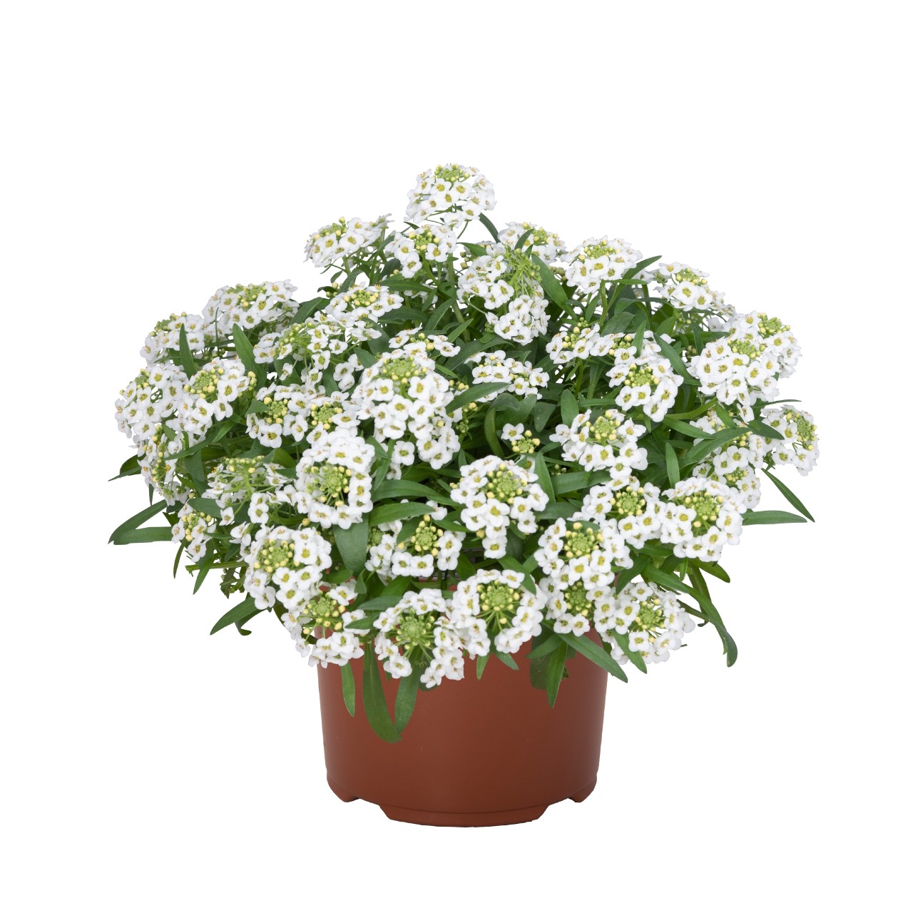 Лобулярия Yolo White