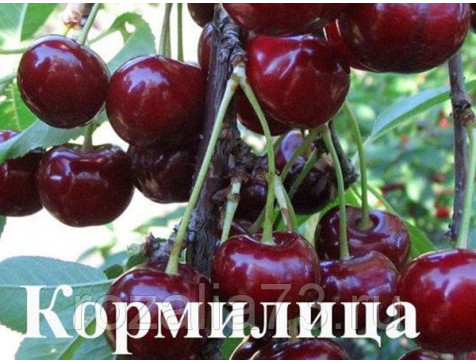 Черевишня Кормилица