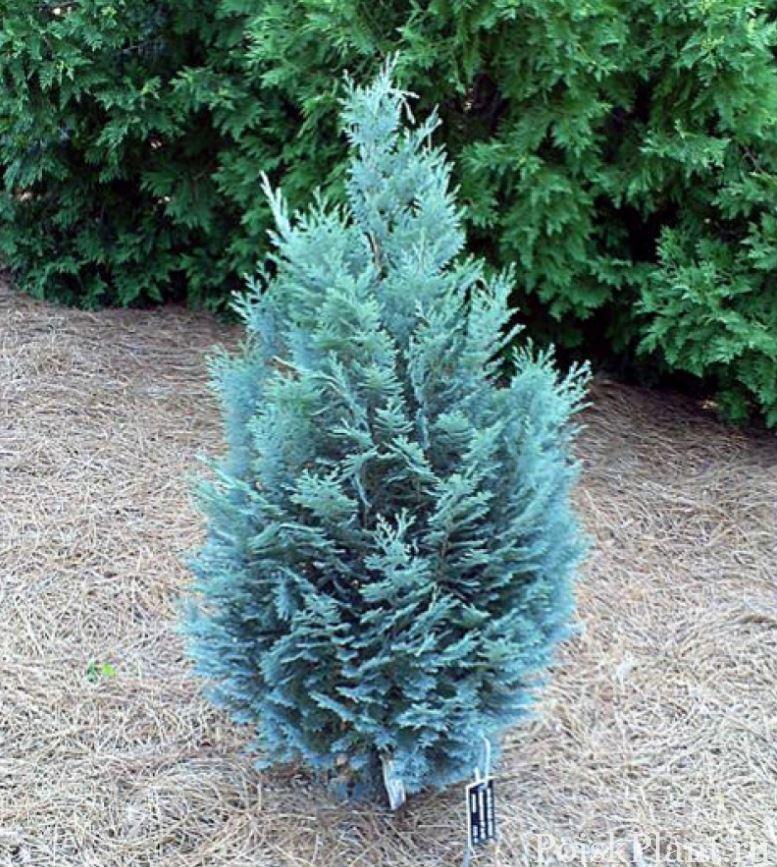 Кипарисовик Лавсона Pelt's Blue