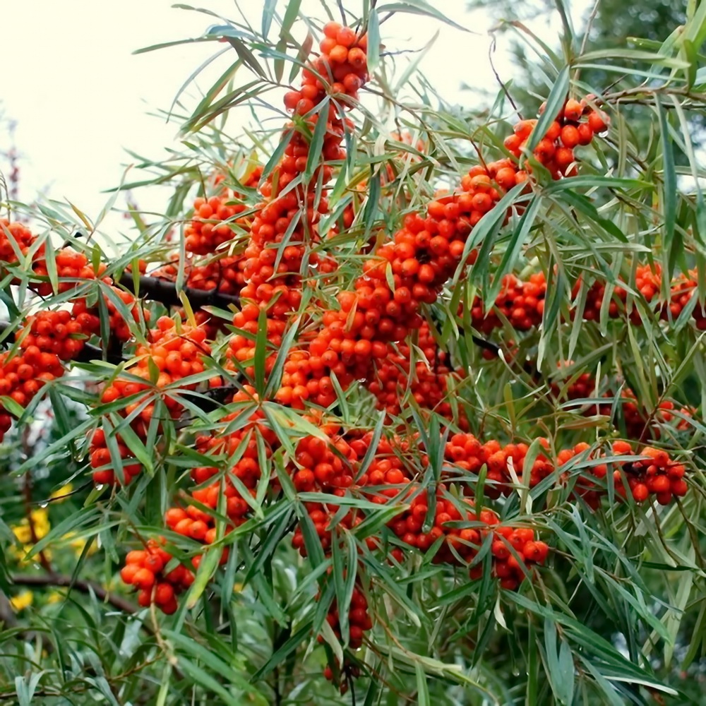 oblepikha-oblepikha