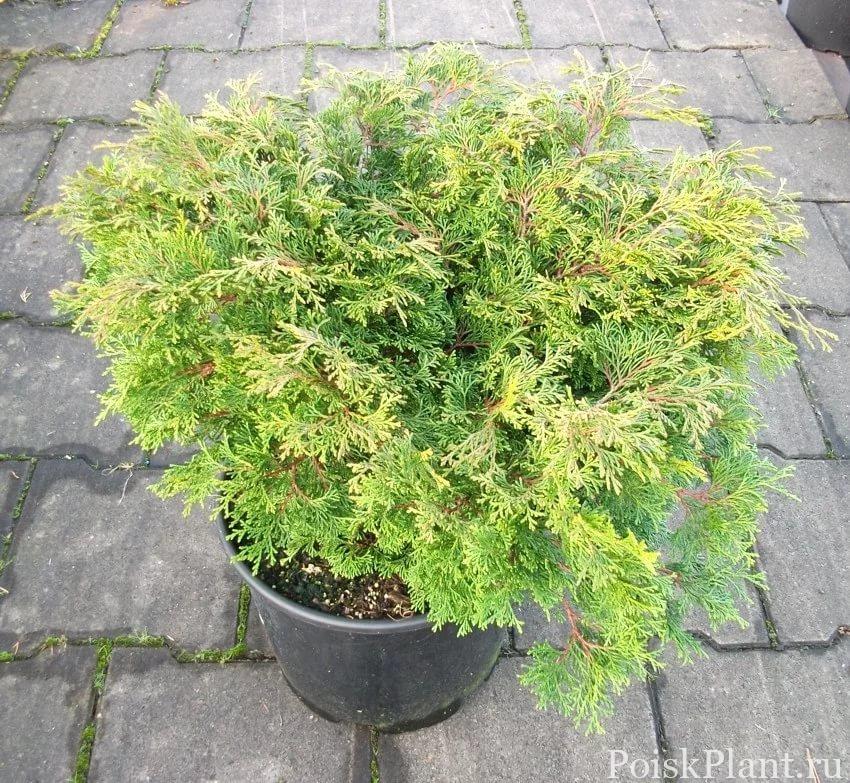 Кипарисовик тупой Pygmaea