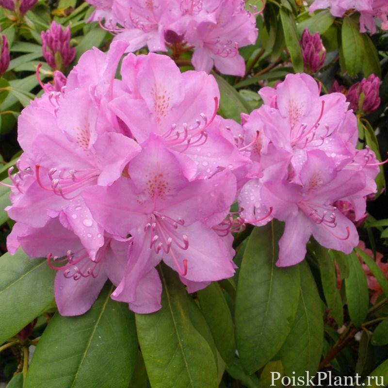 Рододендрон катевбинский Roseum Elegans