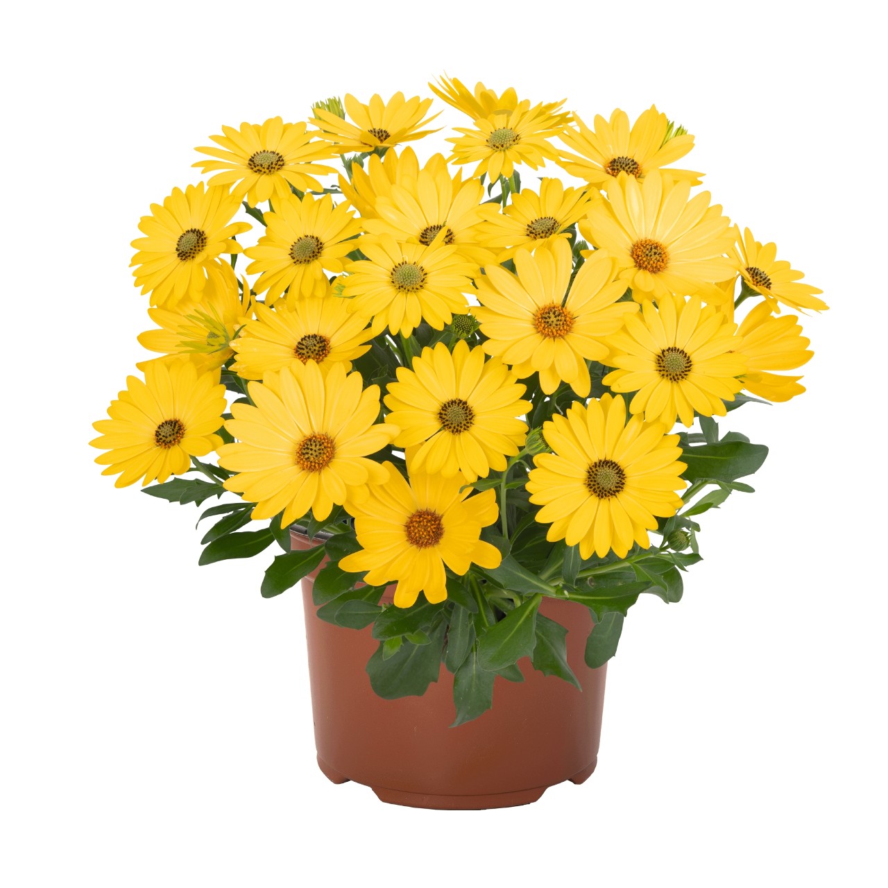 Остеоспермум Margarita Golden Yellow