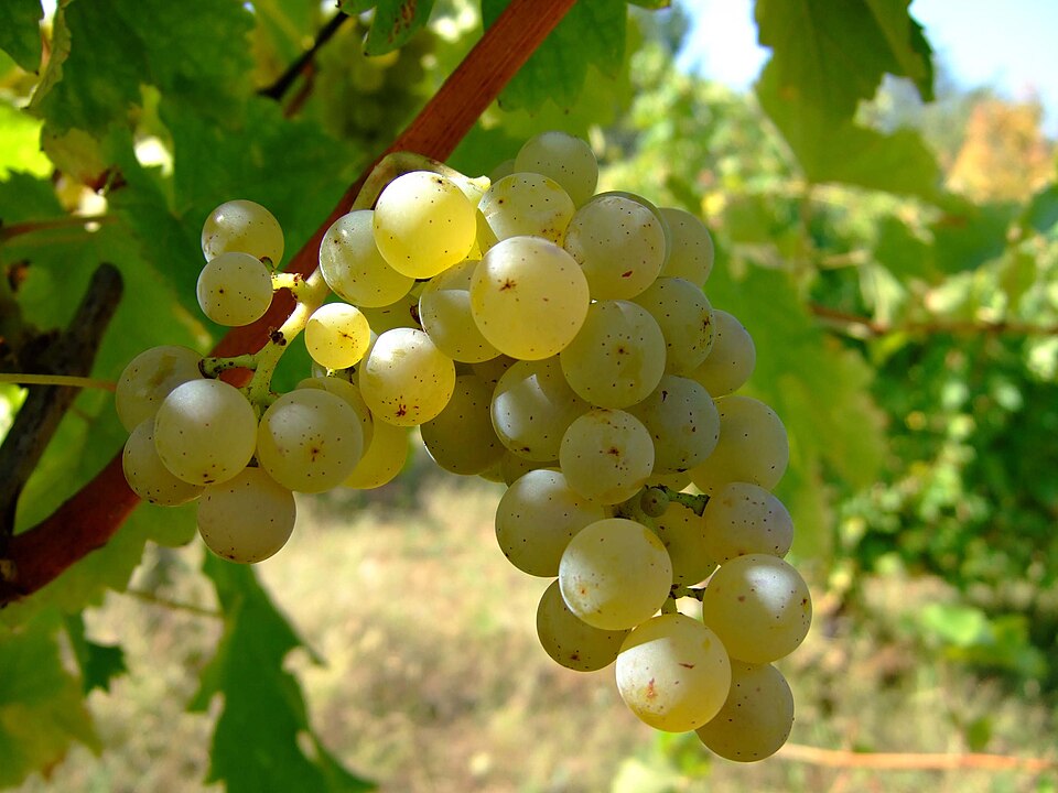 Виноград Sauvignon Blanc